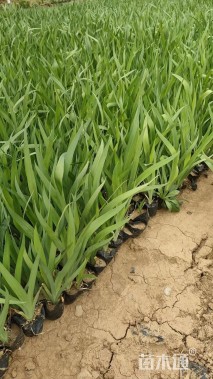 高度15厘米鸢尾