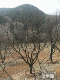 高度500厘米丛生元宝枫