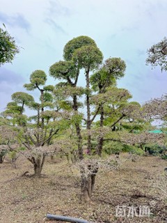 50公分对节白蜡