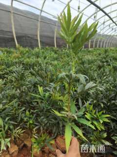 高度30厘米十大功劳