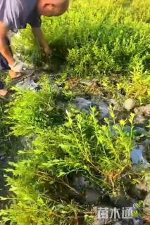 高度25厘米春鹃