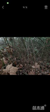 高度150厘米蔷薇