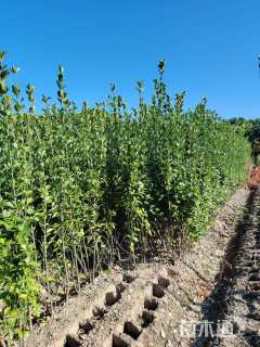 高度120厘米北海道黄杨