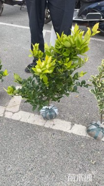 高度30厘米金森女贞小苗