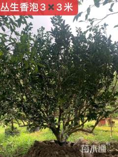 15公分(3杆)丛生香泡