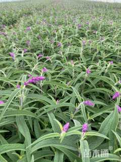 高度30厘米墨西哥鼠尾草