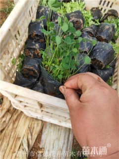 高度15厘米三叶草