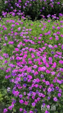 高度15厘米美女樱