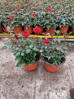 高度15厘米月季