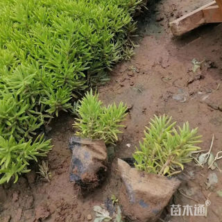 高度80厘米佛甲草