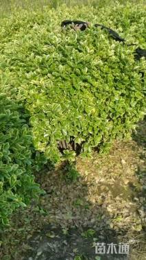 冠幅120厘米金边黄杨球