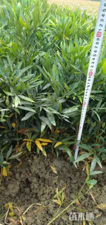 高度30厘米十大功劳