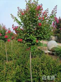 3公分红火箭紫薇