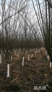 10公分西府海棠