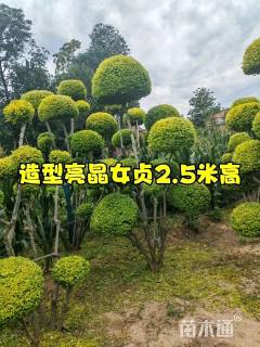 3公分造型亮晶女贞