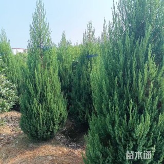 高度200厘米塔柏