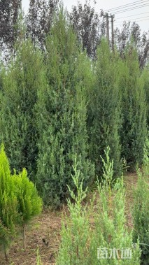 高度180厘米刺柏