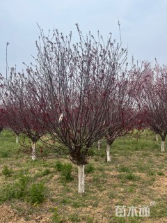 10公分紫叶矮樱