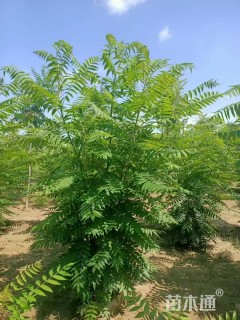 高度300厘米丛生火炬