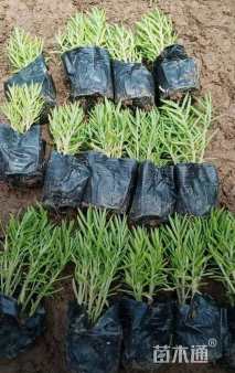 高度20厘米佛甲草