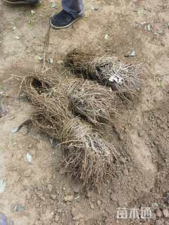 200厘米美国地锦