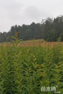 0.8公分大叶女贞