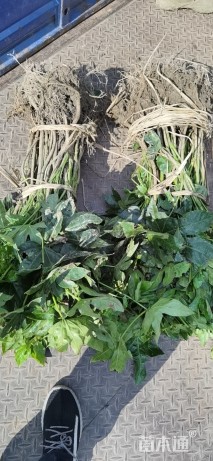 高度40厘米八角金盘小苗