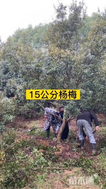 15公分杨梅