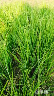 高度25厘米白花葱兰