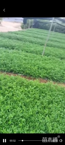 高度25厘米小叶栀子