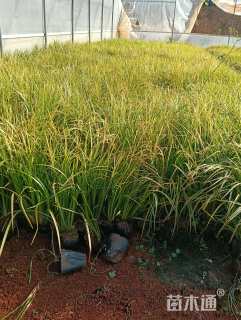 高度20厘米金叶石菖蒲