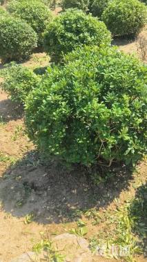 冠幅100厘米海桐球