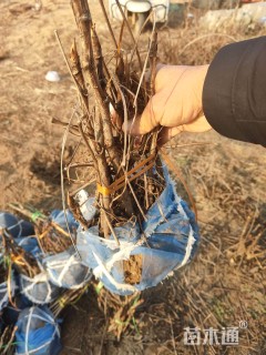 高度35厘米牡丹