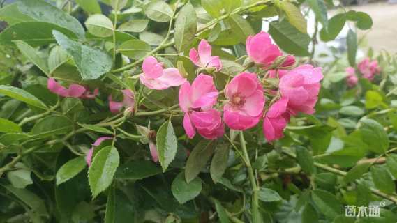 150厘米藤本月季