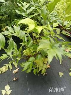 高度25厘米贯众