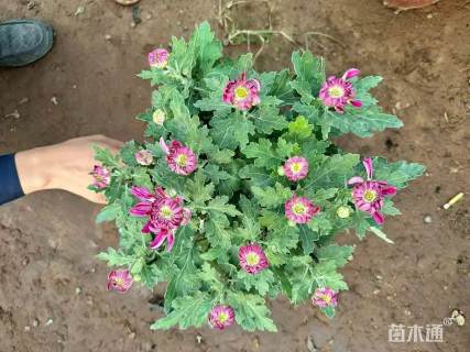 高度30厘米野菊