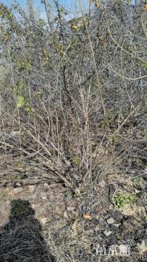 高度200厘米丛生金银木