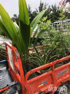 高度60厘米大叶仙茅