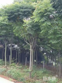 15公分黄山栾树