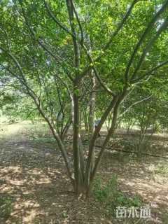 12公分(5杆)丛生朴树