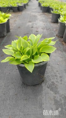 高度20厘米玉簪