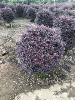 高度50厘米红花继木