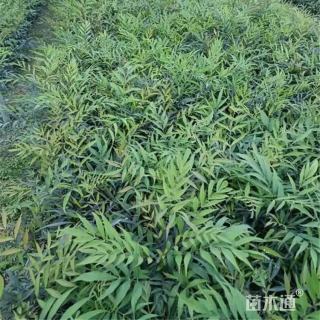 高度30厘米十大功劳