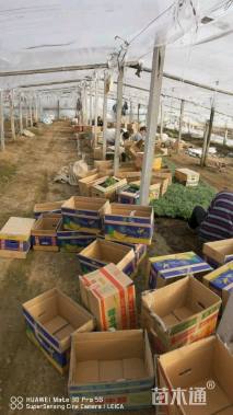 高度20厘米细叶美女樱