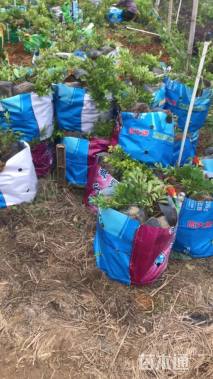 高度35厘米杜鹃