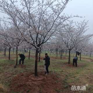 18公分高杆早樱