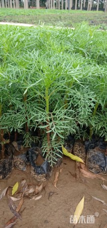 高度20厘米波斯菊