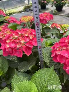 高度50厘米绣球