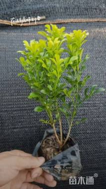 高度25厘米米兰