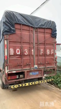 高度25厘米蓝花鸢尾